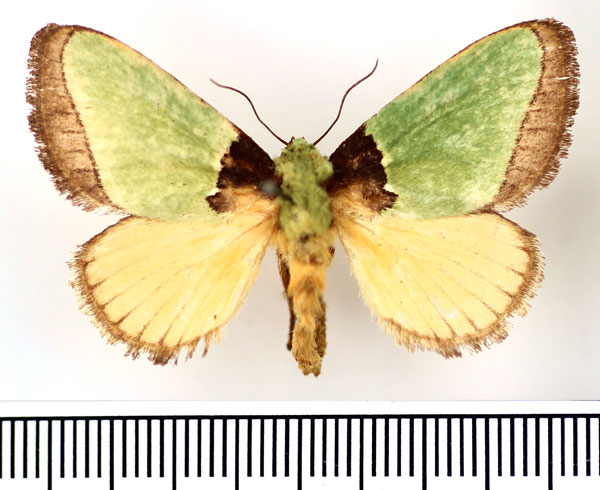 /filer/webapps/moths/media/images/V/valida_Parasa_AF_BMNH.jpg