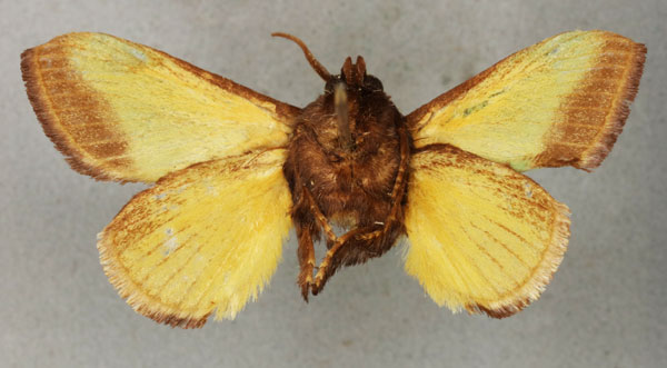 /filer/webapps/moths/media/images/V/valida_Parasa_HT_BMNHb.jpg