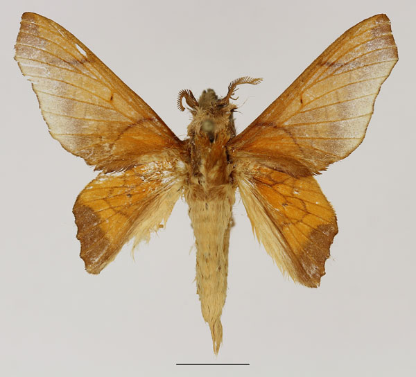 /filer/webapps/moths/media/images/V/valkyria_Theophasida_AM_Basquin_01.jpg