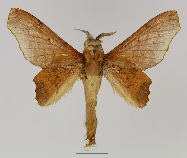 /filer/webapps/moths/media/images/V/valkyria_Theophasida_AM_Basquin_02.jpg