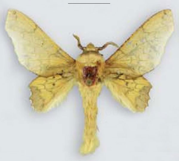 /filer/webapps/moths/media/images/V/valkyria_Theophasida_HT_MHNG.jpg