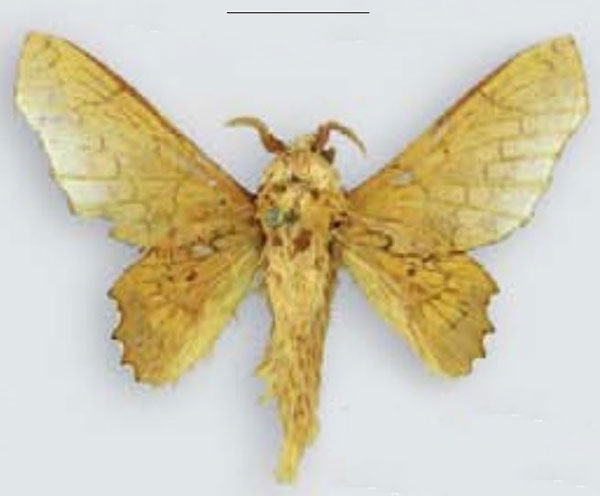 /filer/webapps/moths/media/images/V/valkyria_Theophasida_PTM_MHNG.jpg