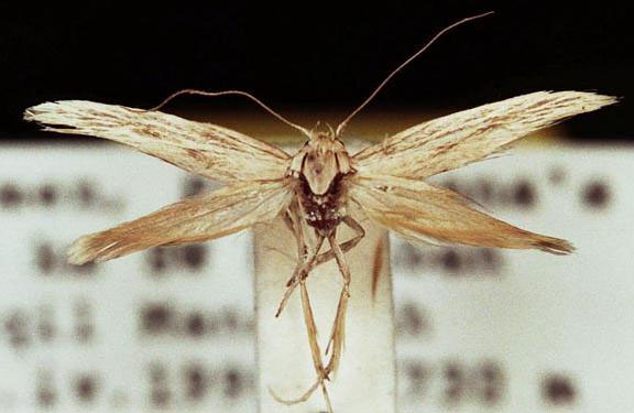 /filer/webapps/moths/media/images/V/valvaearcella_Scythris_HT_ZMUC.jpg