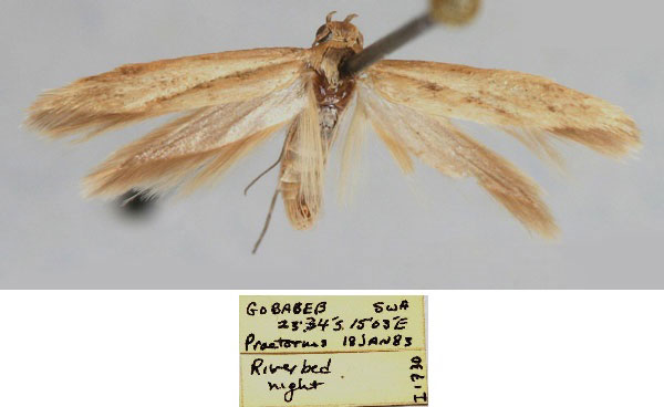 /filer/webapps/moths/media/images/V/valvaecrinitus_Haploscythris_HT_ZMHB_HVnZ3Gn.jpg