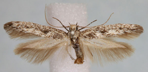/filer/webapps/moths/media/images/V/valvaerimella_Scythris_HT_SNHM.jpg
