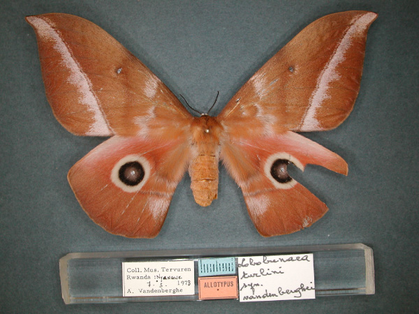 /filer/webapps/moths/media/images/V/vandenberghei_Lobobunaea_AT_RMCA_01.jpg