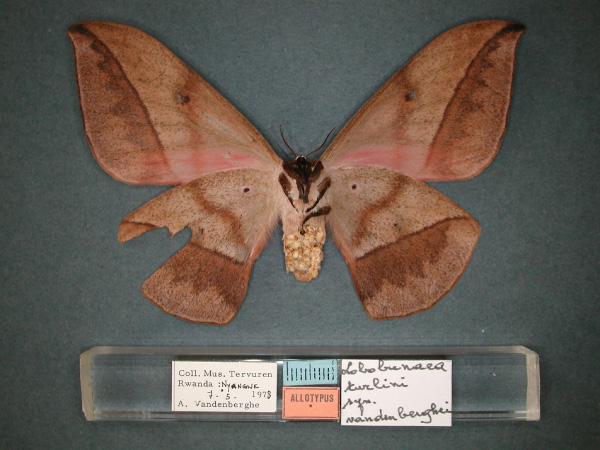 /filer/webapps/moths/media/images/V/vandenberghei_Lobobunaea_AT_RMCA_02.jpg