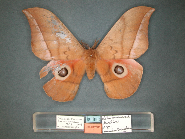 /filer/webapps/moths/media/images/V/vandenberghei_Lobobunaea_HT_RMCA_01.jpg
