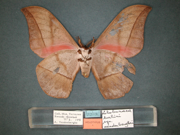 /filer/webapps/moths/media/images/V/vandenberghei_Lobobunaea_HT_RMCA_02.jpg