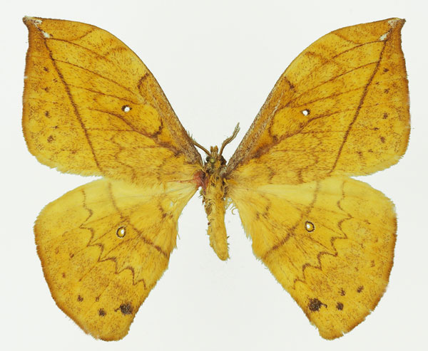 /filer/webapps/moths/media/images/V/vandenberghei_Pselaphelia_AM_Basquina.jpg