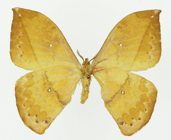 /filer/webapps/moths/media/images/V/vandenberghei_Pselaphelia_AM_Basquinb.jpg