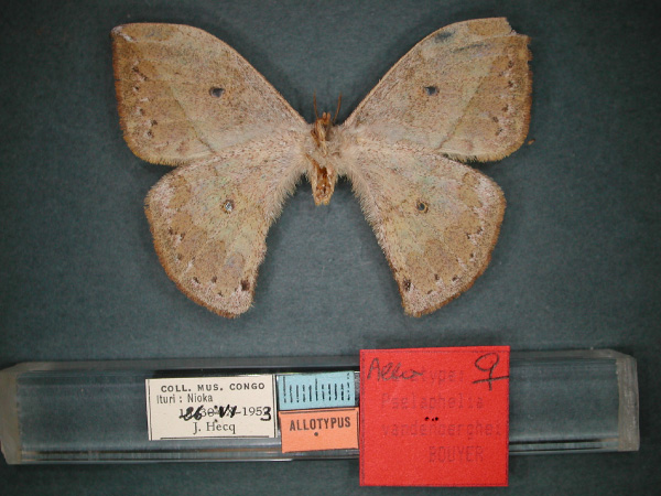 /filer/webapps/moths/media/images/V/vandenberghei_Pselaphelia_AT_RMCA_02.jpg