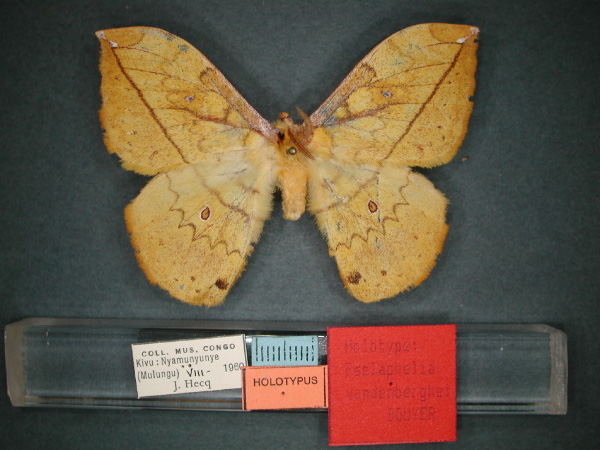 /filer/webapps/moths/media/images/V/vandenberghei_Pselaphelia_HT_RMCA_01.jpg