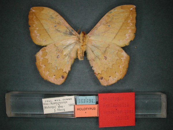 /filer/webapps/moths/media/images/V/vandenberghei_Pselaphelia_HT_RMCA_02.jpg