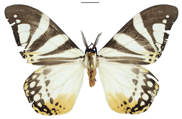 /filer/webapps/moths/media/images/V/vandeweghei_Otroeda_HT_Bouyer.jpg