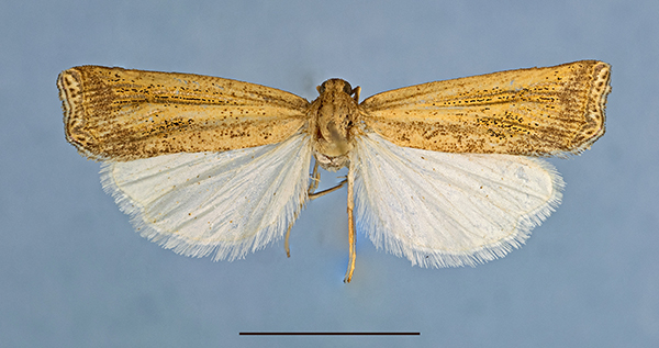 /filer/webapps/moths/media/images/V/vanessa_Ghana_HT_1a.jpg