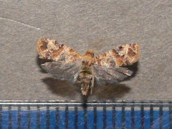 /filer/webapps/moths/media/images/V/vanillana_Lobesia_A_Goff.jpg