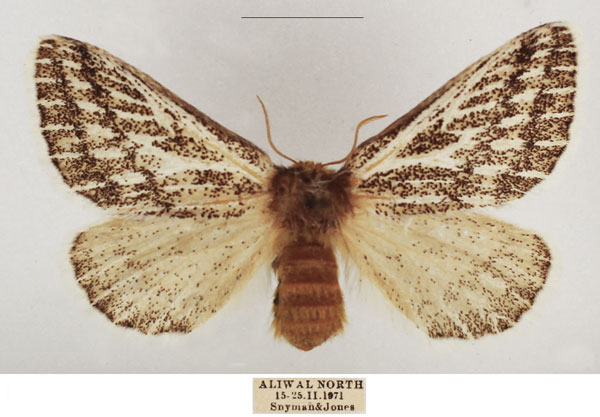 /filer/webapps/moths/media/images/V/vaninia_Rhabdosia_AF_TMSA_01.jpg