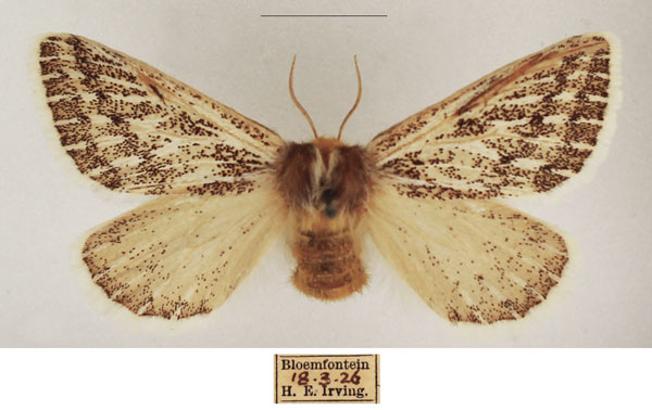 /filer/webapps/moths/media/images/V/vaninia_Rhabdosia_AF_TMSA_02.jpg