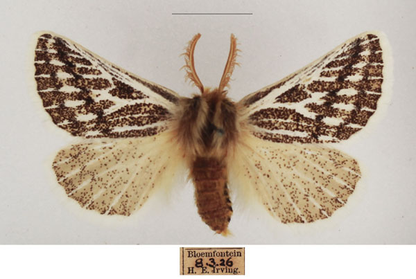 /filer/webapps/moths/media/images/V/vaninia_Rhabdosia_AM_TMSA_01.jpg