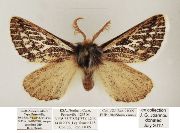 /filer/webapps/moths/media/images/V/vaninia_Rhabdosia_AM_TMSA_02.jpg