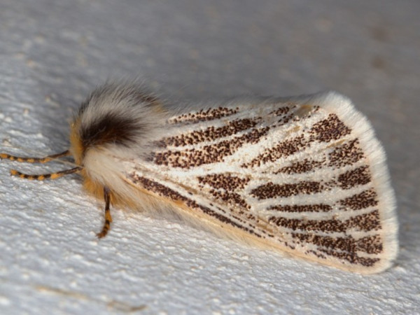 /filer/webapps/moths/media/images/V/vaninia_Rhabdosia_A_Heyns.jpg