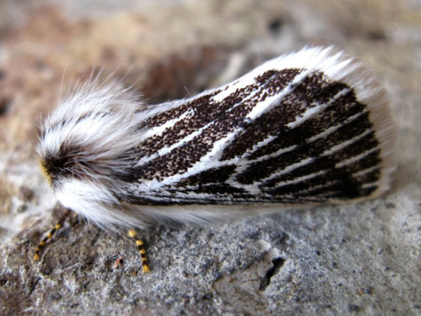 /filer/webapps/moths/media/images/V/vaninia_Rhabdosia_A_Viljoen.jpg