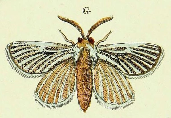 /filer/webapps/moths/media/images/V/vaninia_Rhabdosia_Cramer4_356_G.jpg