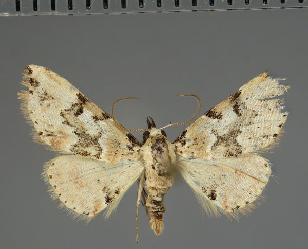 /filer/webapps/moths/media/images/V/vanjamanitra_Corgatha_AM_Fiebig.jpg