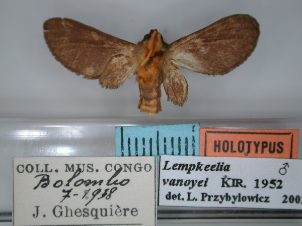 /filer/webapps/moths/media/images/V/vanoyei_Lempkeella_HT_RMCA_02.jpg