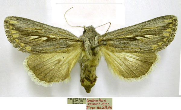/filer/webapps/moths/media/images/V/vansoni_Centrarthra_PTF_TMSA.jpg