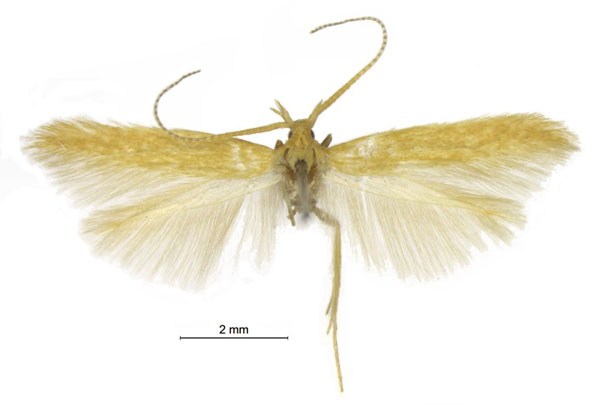 /filer/webapps/moths/media/images/V/vansoni_Coleophora_PTF_TMSA.jpg