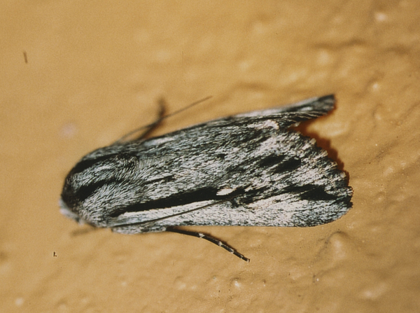 /filer/webapps/moths/media/images/V/vansoni_Ectochela_A_Roland_01.jpg