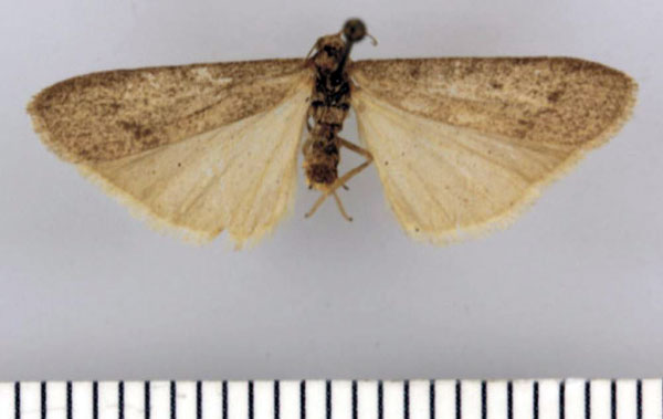 /filer/webapps/moths/media/images/V/vansoni_Entephrilema_AF_TMSA.jpg