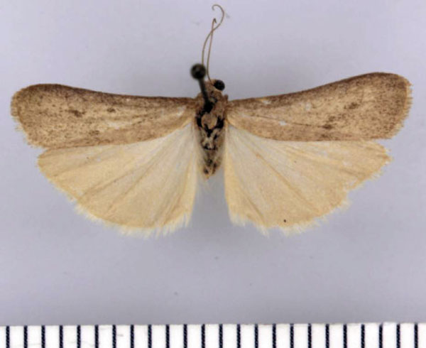 /filer/webapps/moths/media/images/V/vansoni_Entephrilema_HT_TMSA.jpg