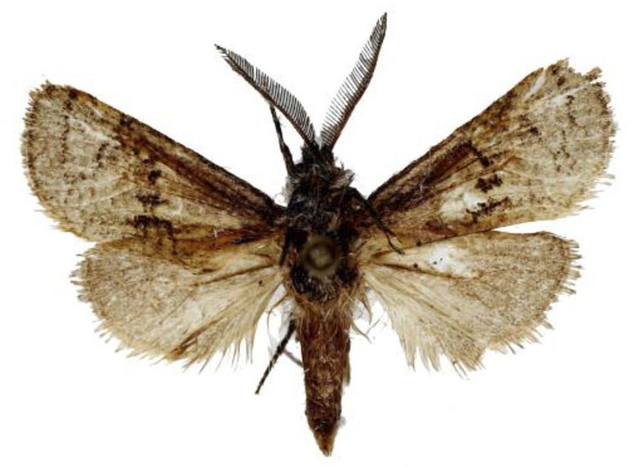 /filer/webapps/moths/media/images/V/vansoni_Meyoarabiella_HT_MWM.jpg