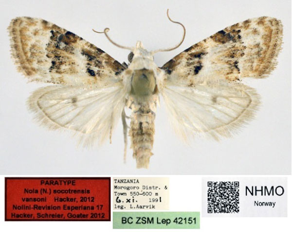 /filer/webapps/moths/media/images/V/vansoni_Nola_PT_NHMO_03.jpg