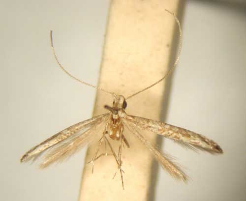 /filer/webapps/moths/media/images/V/vansoni_Polydema_HT_TMSA6070.jpg