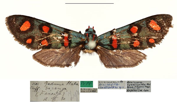 /filer/webapps/moths/media/images/V/vanstraeleni_Arniocera_HT_RBINS.jpg