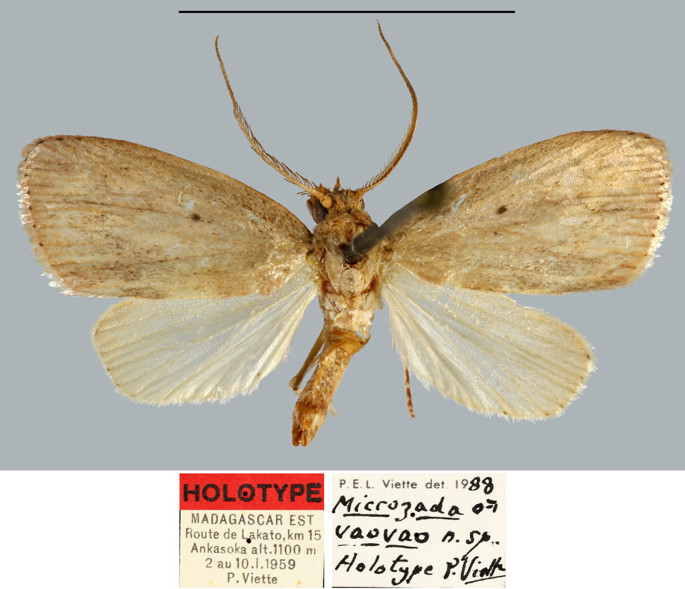 /filer/webapps/moths/media/images/V/vaovao_Microzada_HT_MNHN.jpg