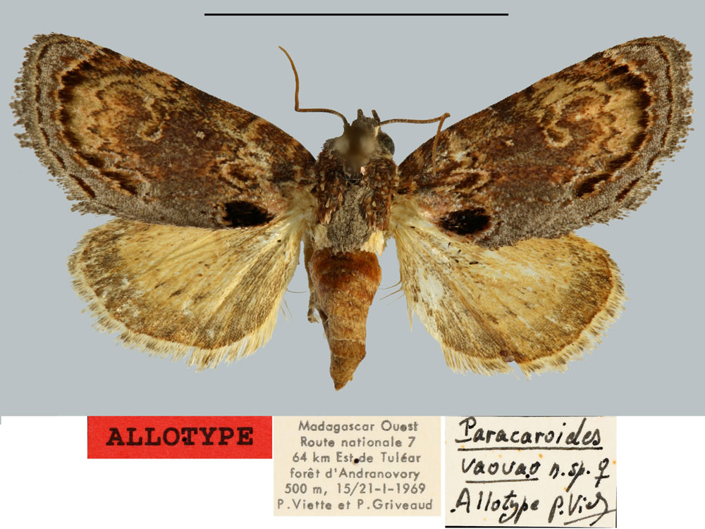 /filer/webapps/moths/media/images/V/vaovao_Paracaroides_AT_MNHN.jpg