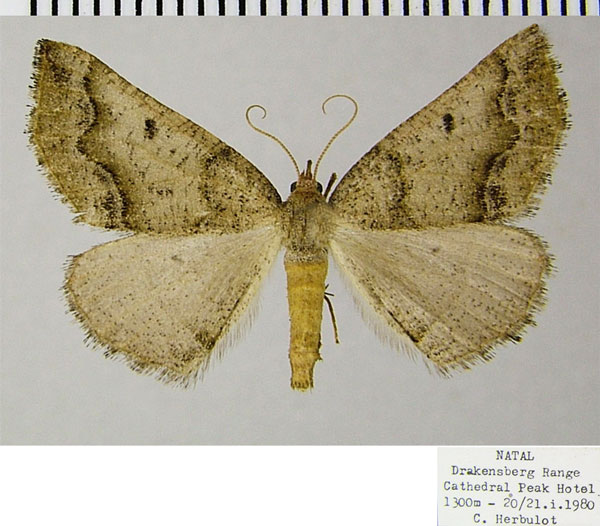 /filer/webapps/moths/media/images/V/vara_Drepanogynis_AF_ZSMa.jpg