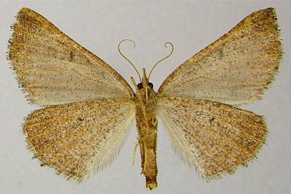 /filer/webapps/moths/media/images/V/vara_Drepanogynis_AF_ZSMb.jpg