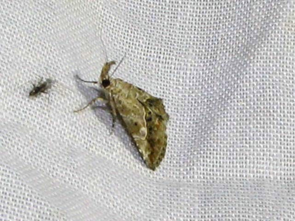 /filer/webapps/moths/media/images/V/vari_Zekelita_A_Goff_02.jpg