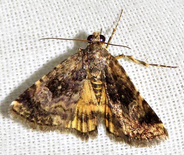 /filer/webapps/moths/media/images/V/varia_Acontiola_A_Braun_03.jpg