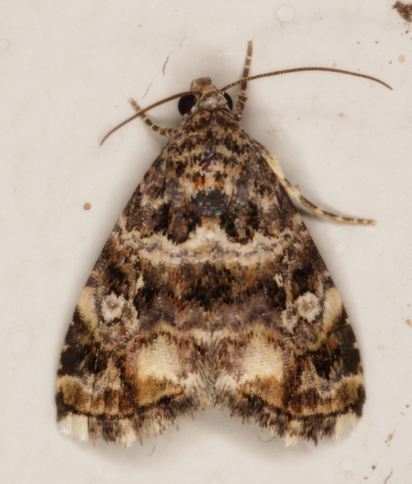 /filer/webapps/moths/media/images/V/varia_Acontiola_A_Heyns_01.jpg