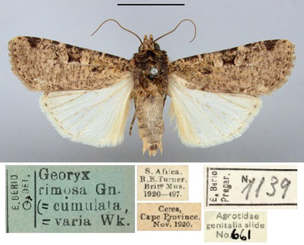 /filer/webapps/moths/media/images/V/varia_Agrotis_AM_BMNH.jpg