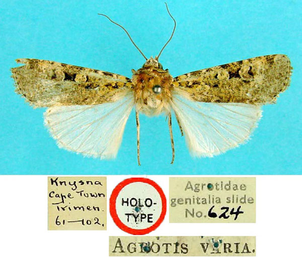 /filer/webapps/moths/media/images/V/varia_Agrotis_HT_BMNH.jpg