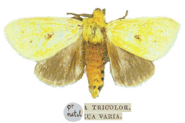 /filer/webapps/moths/media/images/V/varia_Antheua_LT_NHMUK.jpg