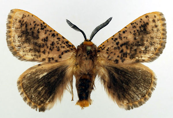 /filer/webapps/moths/media/images/V/varia_Chrysopoloma_AM_Basquin_01.jpg